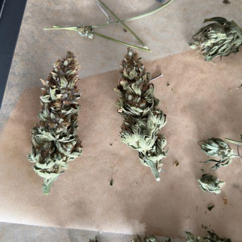 Criminal + growlog timeline photo
