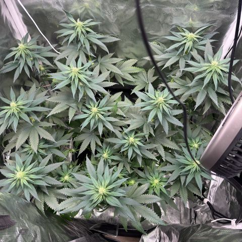 Critical Orange Punch coco growlog timeline photo