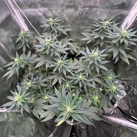 Critical Orange Punch coco growlog photo: She’s looking great 👍 