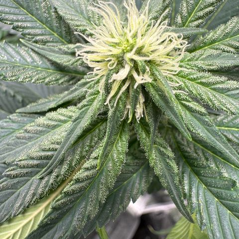 Critical Orange Punch coco growlog photo: She’s looking great 👍 