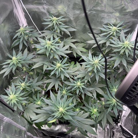 Critical Orange Punch coco growlog photo: She’s looking great 👍 