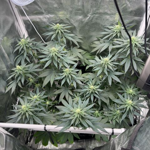 Critical Orange Punch coco growlog timeline photo