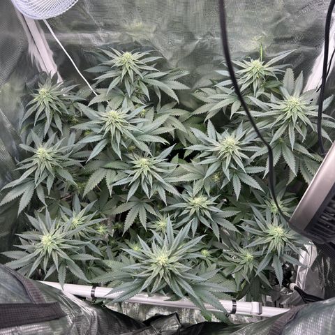 Critical Orange Punch coco growlog timeline photo