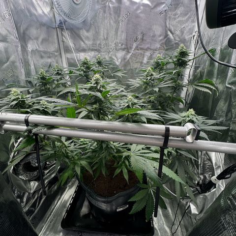 Critical Orange Punch coco growlog timeline photo