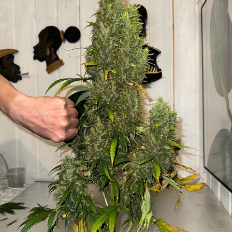 Critical Orange Punch growlog photo: Looks great 👍 