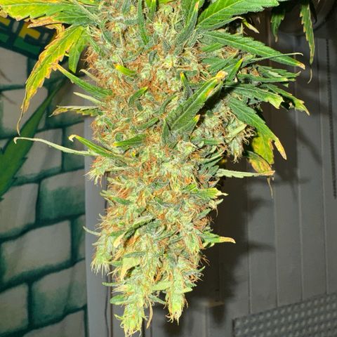 Critical Orange Punch growlog photo: Looks great 👍 