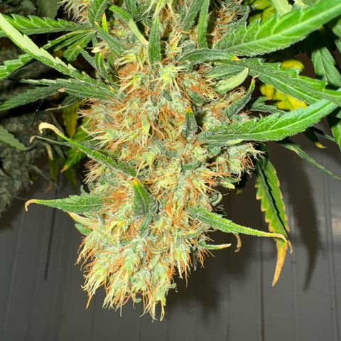 Critical Orange Punch growlog photo: Looks great 👍 
