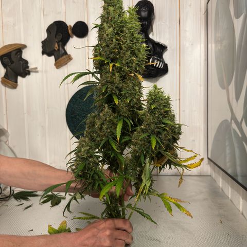 Critical Orange Punch growlog photo: Looks great 👍 