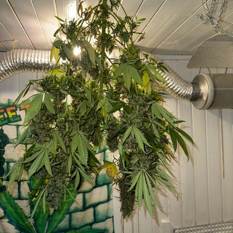 Critical Orange Punch growlog photo: Looks great 👍 