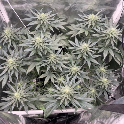 Critical Orange Punch coco growlog timeline photo