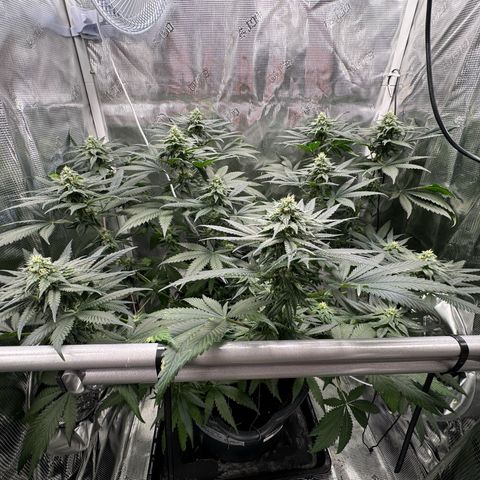 Critical Orange Punch coco growlog timeline photo