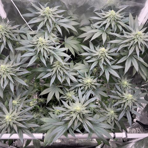 Critical Orange Punch coco growlog timeline photo