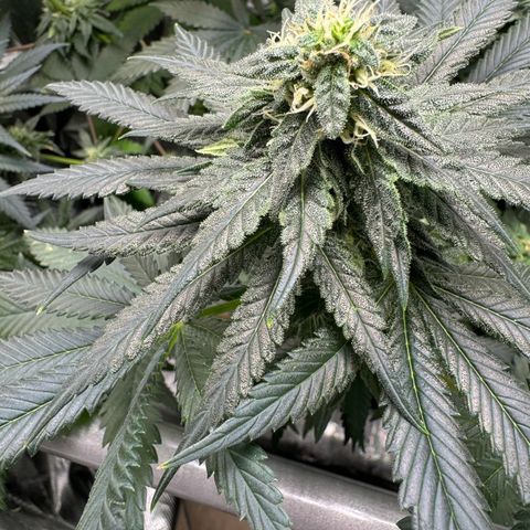 Critical Orange Punch coco growlog timeline photo