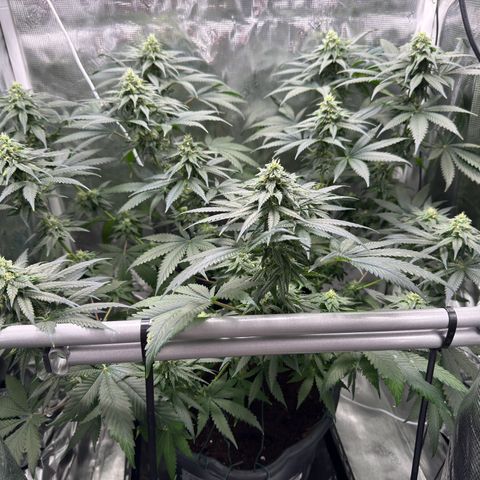 Critical Orange Punch coco growlog timeline photo