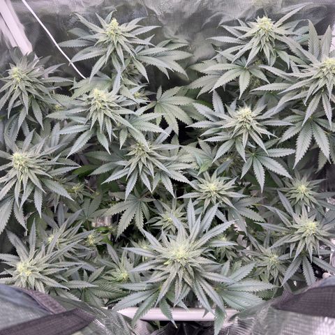 Critical Orange Punch coco growlog timeline photo