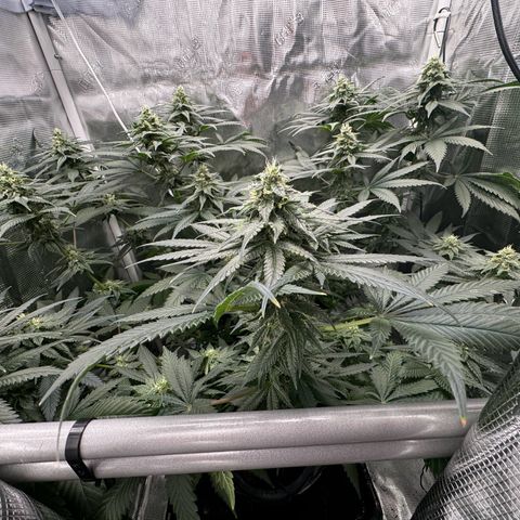 Critical Orange Punch coco growlog timeline photo