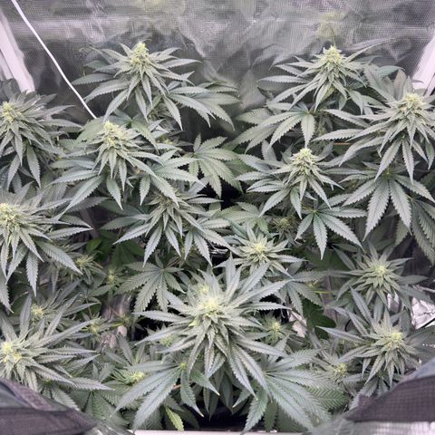 Critical Orange Punch coco growlog timeline photo