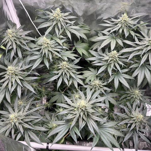 Critical Orange Punch coco growlog timeline photo