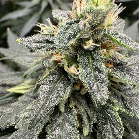 Critical Orange Punch coco growlog timeline photo