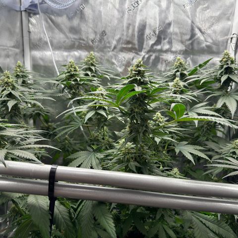 Critical Orange Punch coco growlog timeline photo