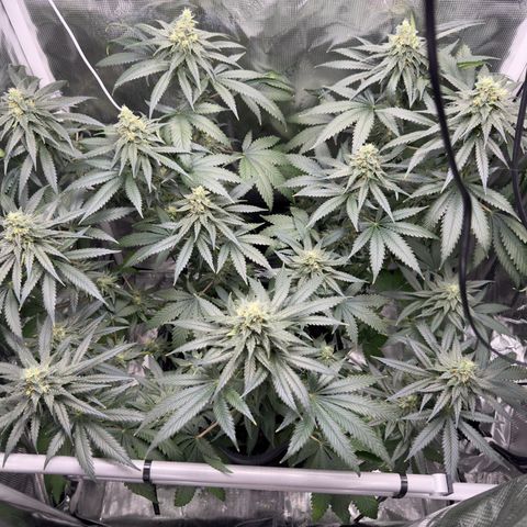 Critical Orange Punch coco growlog timeline photo