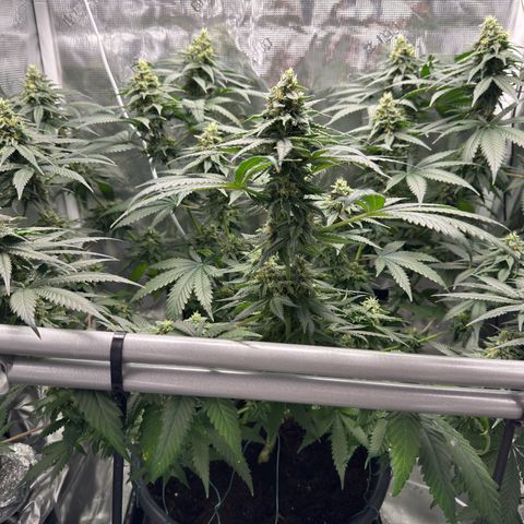Critical Orange Punch coco growlog timeline photo