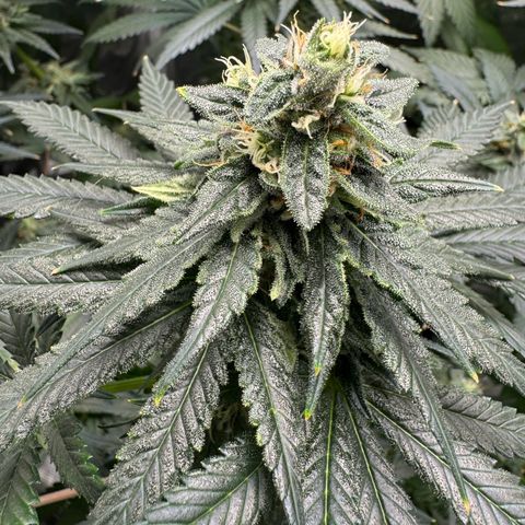 Critical Orange Punch coco growlog timeline photo