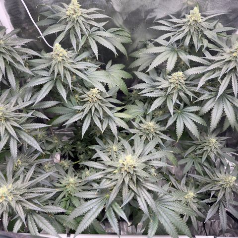 Critical Orange Punch coco growlog timeline photo