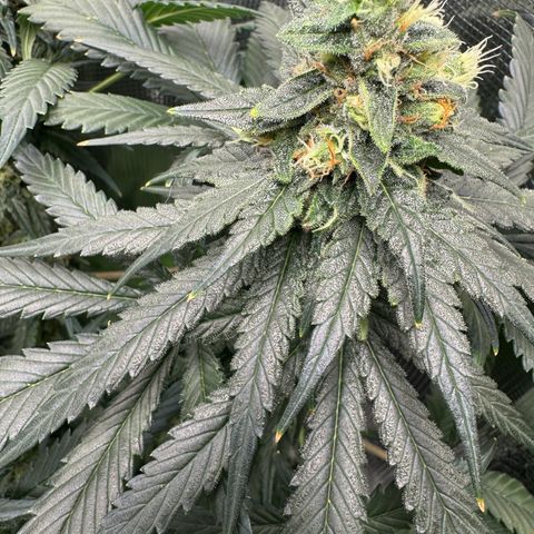Critical Orange Punch coco growlog timeline photo