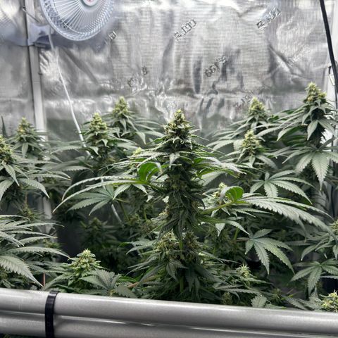 Critical Orange Punch coco growlog timeline photo