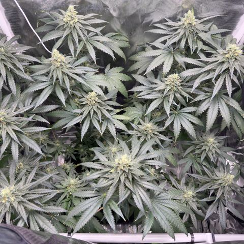 Critical Orange Punch coco growlog timeline photo