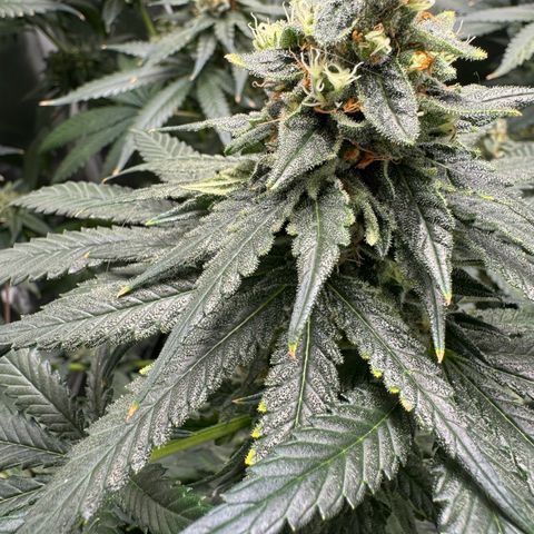 Critical Orange Punch coco growlog photo: Starting flushing tomorrow 