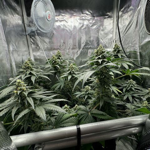 Critical Orange Punch coco growlog photo: Starting flushing tomorrow 