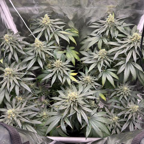 Critical Orange Punch coco growlog photo: Starting flushing tomorrow 