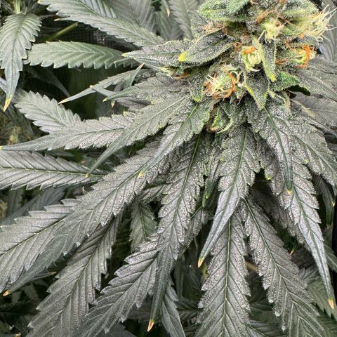 Critical Orange Punch coco growlog photo: Starting flushing tomorrow 