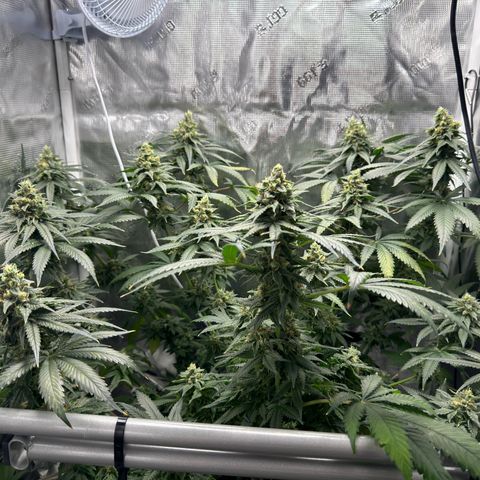 Critical Orange Punch coco growlog photo: She’s maturing beautifully. Almost ready for harvest😋