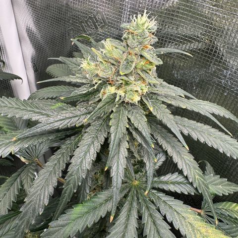 Critical Orange Punch coco growlog photo: She’s maturing beautifully. Almost ready for harvest😋