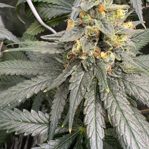 Critical Orange Punch coco growlog photo: She’s maturing beautifully. Almost ready for harvest😋