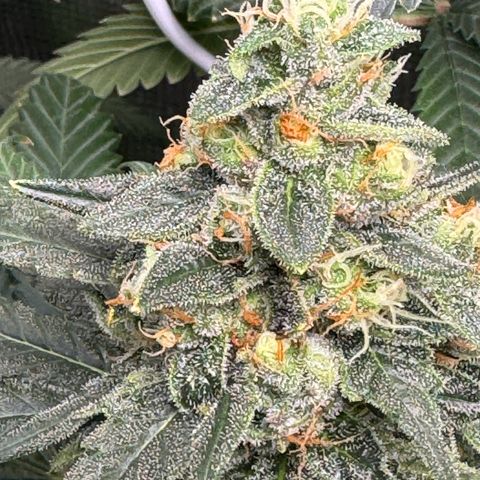Critical Orange Punch coco growlog photo: She’s maturing beautifully. Almost ready for harvest😋