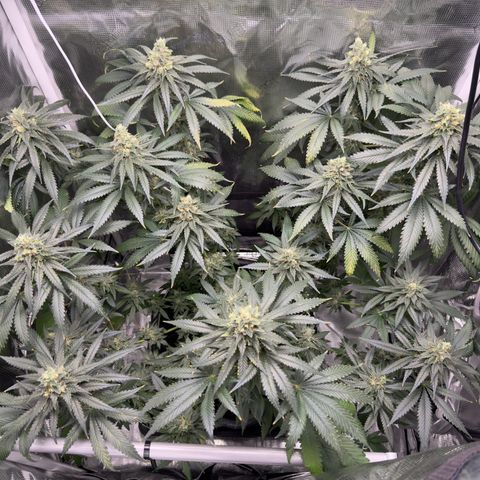 Critical Orange Punch coco growlog photo: She’s maturing beautifully. Almost ready for harvest😋