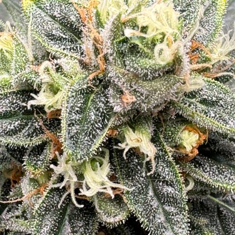 Critical Orange Punch coco growlog photo: She’s maturing beautifully. Almost ready for harvest😋