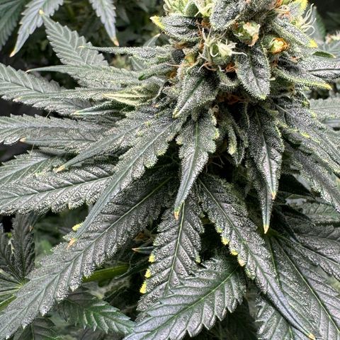 Critical Orange Punch coco growlog timeline photo