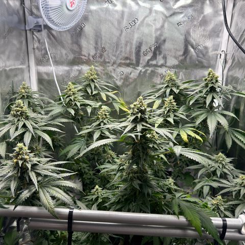 Critical Orange Punch coco growlog timeline photo