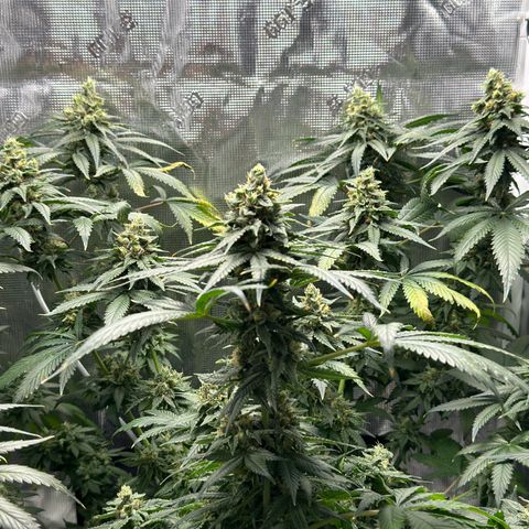 Critical Orange Punch coco growlog timeline photo
