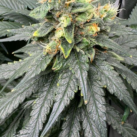 Critical Orange Punch coco growlog timeline photo