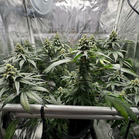 Critical Orange Punch coco growlog timeline photo