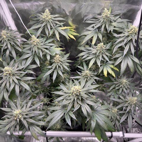 Critical Orange Punch coco growlog timeline photo