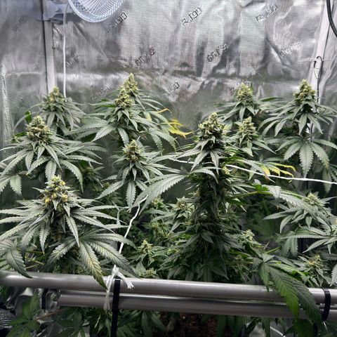 Critical Orange Punch coco growlog photo: Top buds are getting bigger and heavier, so I have to support a couple of them😅