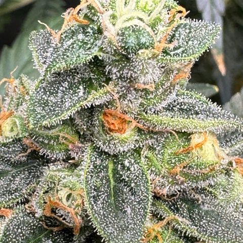 Critical Orange Punch coco growlog photo: Top buds are getting bigger and heavier, so I have to support a couple of them😅