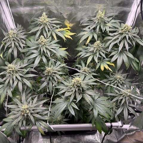 Critical Orange Punch coco growlog photo: Top buds are getting bigger and heavier, so I have to support a couple of them😅